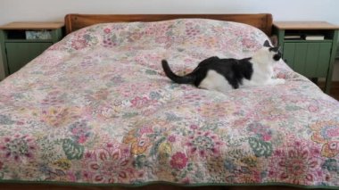 Kedi kırmızı lazer noktasını takip ediyor..