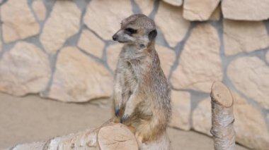 Çöl faresi. Suricate. Suricata suricatta