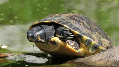 Kaplumbağa. Trachemys Scripta Elegans. Sarı karınlı sürgülü kaplumbağa.