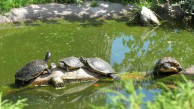 Kırmızı kulaklı kaymak kaplumbağalar havuzda. Trachemys Scripta Elegans