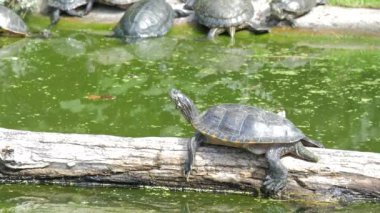 Yellow bellied slider turtle. Trachemys Scripta Elegans