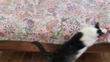 Komik hayvanlar. Kedi kırmızı lazer noktasını takip ediyor.. 