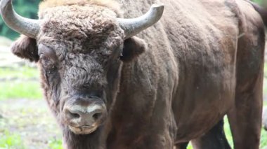 Avrupa bizonu (Bison bonasus), bilge. Auroch 'lar.