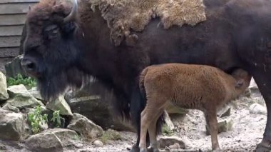 Dişi bizonlar buzağıyı besler. 