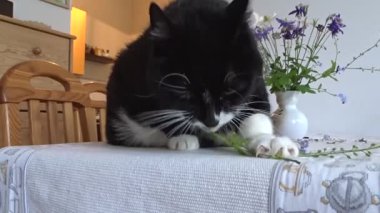 Kedi temizler, kürkü ve patileri yalar.