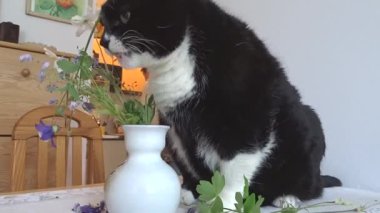 Kedi vazodan çiçek yiyor. 