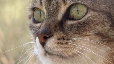 Kedi portresi. Yakın çekim.