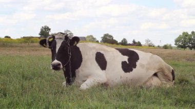 Çayırda dinlenen inek.