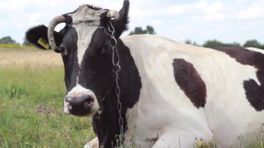 Çayırda dinlenen inek 