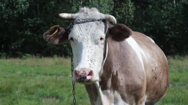 yeşil bir çayırda inek 