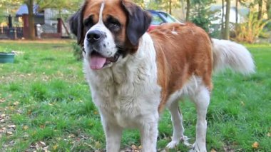 Bernard Dog veya St. Bernard Dog 