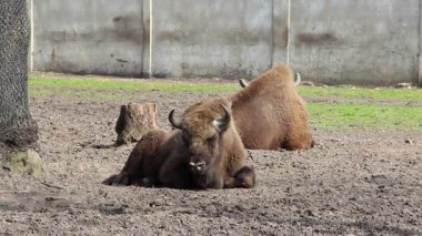 Avrupa bizonu (Bison bonasus), bilge