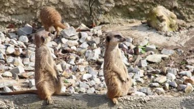 Mirketler. Suricates. Suricata suricatta.