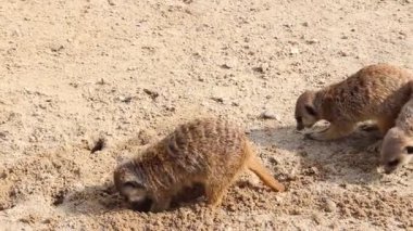 Mirketler yiyecek arıyor. Suricates. Suricata suricatta.