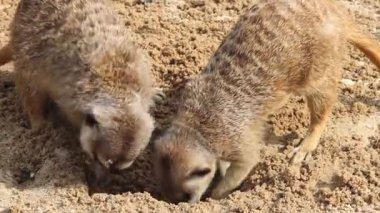 Mirketler yiyecek arıyor. Suricates. Suricata suricatta.