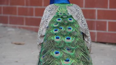 Tavus kuşunun kuyruğu