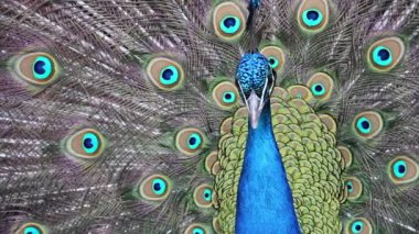 Tavuskuşu. Tavuskuşu. Renkli kuşlar.