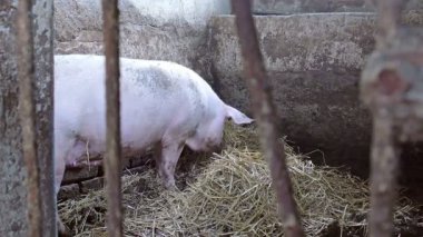 Domuz ahırda samanlıkta arama yapıyor. Çiftlik hayvanları.