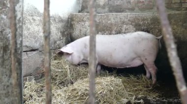 Domuz ahırda samanlıkta arama yapıyor. Çiftlik hayvanları.
