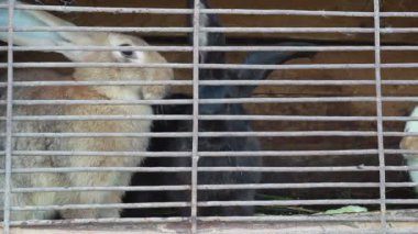 Tavşanlar kafeste. Çiftlik hayvanları.