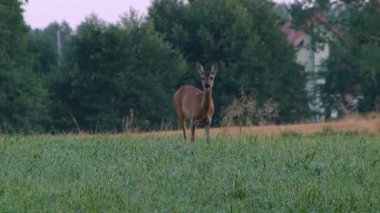Akşamları çayır geyiği