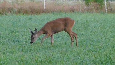 Çayırdaki geyik. Vahşi hayvanlar.