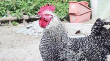Horoz portresi. Çiftlik hayvanları