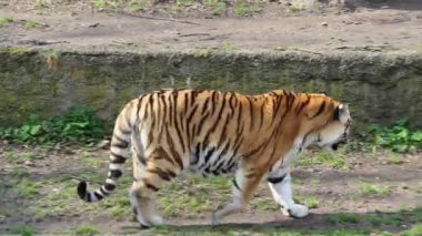 Sibirya kaplanı. Amur kaplanı yürüyor.