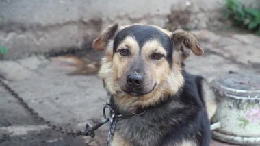 Köy köpeği zincirlendi..