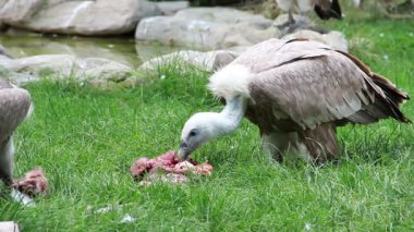 Griffon Akbabaları (Gyps fulvus) 