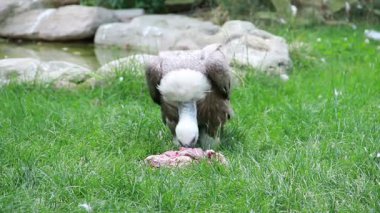 Griffon Akbabaları (Gyps fulvus) 