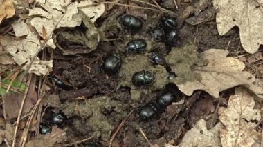 Sıkıcı bok böceği. Geotrupes stercorarius.