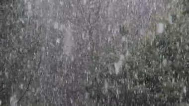 Ormana düşen ilk kar.