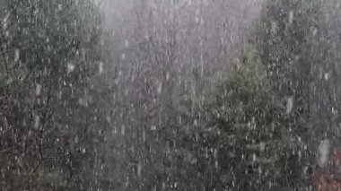 Ormana düşen ilk kar. 