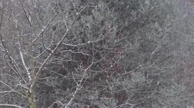 Ormanda düşen kar.