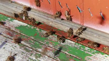 Kovan girişinde bir grup arı var. Yakın çekim..