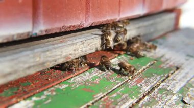 Kovan girişinde bir grup arı var. Yakın çekim..