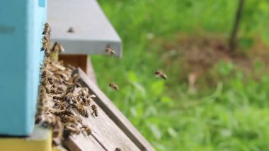 Arılar arı kovanına doğru uçuyor. Ağır çekim. 