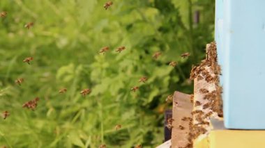 Arılar arı kovanına doğru uçuyor. Ağır çekim. 