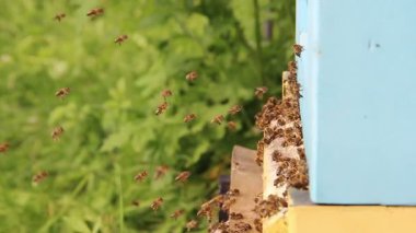 Arılar arı kovanına doğru uçuyor. Ağır çekim. 