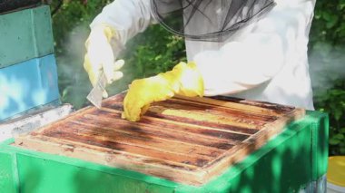 Arı kovanında arılar. Arıcı kovan açıyor ve çerçeveyi kontrol ediyor.