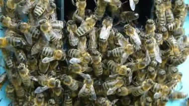 Arı kovanına girişteki bal hasat sırasında kalabalık.