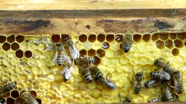Arılar bal peteğiyle ziyafet çekiyor.
