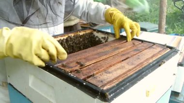 Açık kovandaki arılar. Arıcı çerçeveye yeni, boş taraklar yerleştiriyor.
