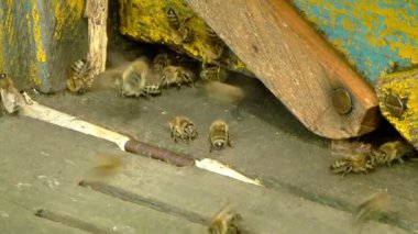 Bir kovan arı polen ile uçan arı. 