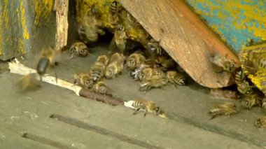 Bir kovan arı polen ile uçan arı. 