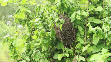 Bir çalılığın dalında kümelenmiş arı sürüsü. 
