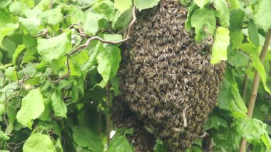 Bir çalılığın dalında kümelenmiş arı sürüsü. 