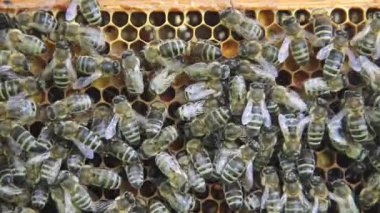 Bal peteğindeki arılar. 