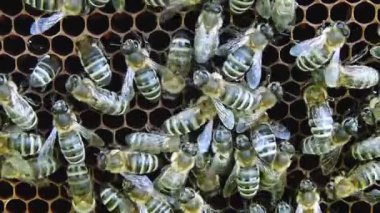 Bal peteğindeki arılar. 